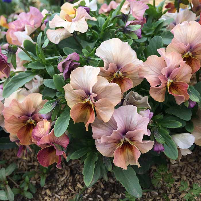 楽天市場 花苗 秋 ビオラ なごみももか しんしん 2鉢セット お届け中 一年草 Viola イングリッシュガーデン 花 苗 寄せ植え 冬 ガーデニング 鉢植え 庭植え 花壇 ハッピーガーデン