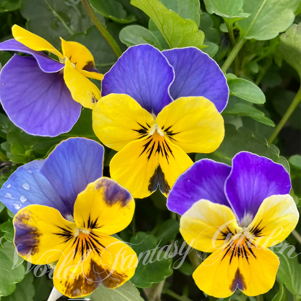 楽天市場】花苗 春 ビオラ イエローブルージャンプアップ 3.5号 2鉢