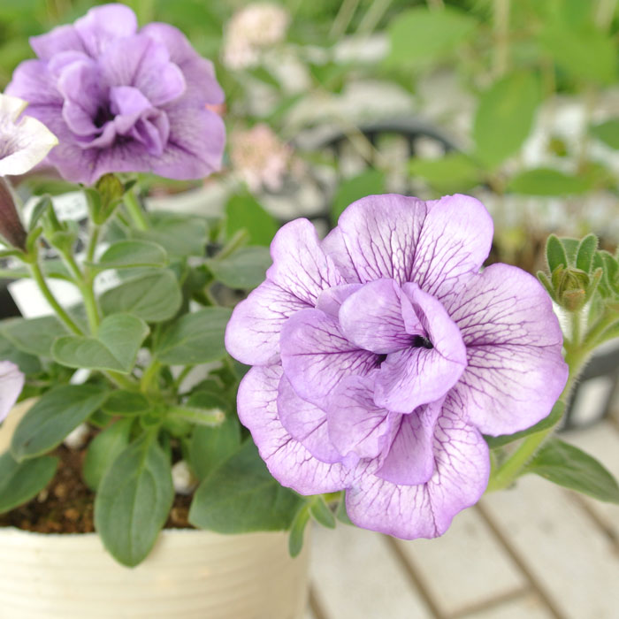 楽天市場 ペチュニア サマーパープル 1鉢3 5号 Petunia Summerpurple 花苗 夏 多年草 ガーデニング ハッピーガーデン