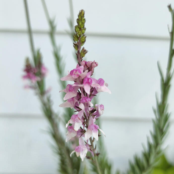 楽天市場 花苗 春 リナリア ピンクキス 1鉢 3 3 5号 お届け中 Linaria 花苗 春 夏 宿根草 苗 桃花 草丈中高 Linaria 花苗 春 夏 宿根草 苗 桃花 草丈中高 イングリッシュガーデン 苗 鉢植え 庭植え ガーデニング 花壇 21aki ハッピーガーデン