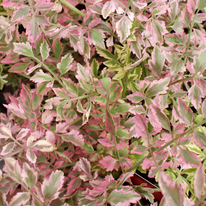 楽天市場 花苗 斑入りセリ ピンクバリエガーター フラミンゴ 1鉢3号ロング お届け中 Oenanthe Pink Variegata 多年草 カラーリーフ セリ科 斑入り葉 ハッピーガーデン