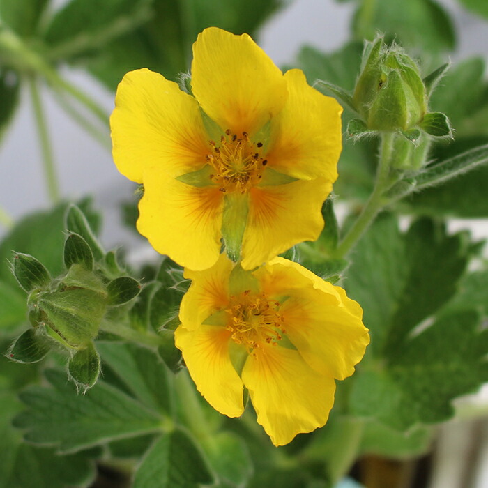 楽天市場 花苗 秋 ポテンティラ メガランタ 3 5号 お届け中 Potentilla Megalantha 秋苗 冬苗 春苗 宿根草 黄花 草丈低 イングリッシュガーデン 苗 鉢植え 庭植え ガーデニング 花壇 Fman10 ハッピーガーデン