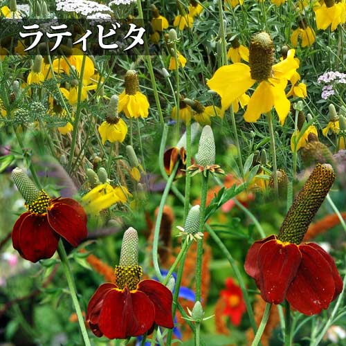 花苗 宿根草 ルドベキア メキシカンハット ラティビダ レッドミジェット3.5号 1鉢 選べる品種赤花・黄花 【お届け中】Ratibida Red Midge）耐寒性多年草 庭植え 寄せ植え ガーデニング苗 ハッピーガーデン【2026】画像