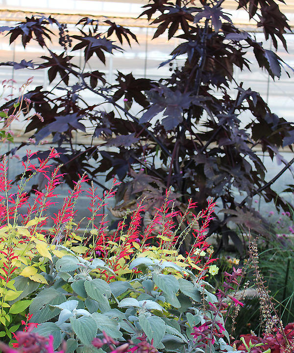 楽天市場 トウゴマ 1鉢3号 お届け中 Ricinus Communis Castorbeen 夏苗 花苗 温室性多年草 草丈高 赤葉 カラーリーフ 苗 鉢植え 庭植え ガーデニング 花壇 キャッシュレス還元対象 ハッピーガーデン