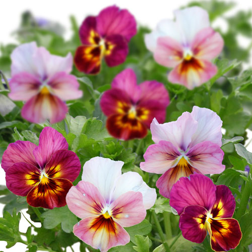 楽天市場 花苗 秋 ビオラ なごみももか しんしん 3 5号 2鉢セット お届け11月上旬 秋苗先行予約 一年草 Viola イングリッシュガーデン 花 苗 寄せ植え 冬 ガーデニング 鉢植え 庭植え 花壇 21pan ハッピーガーデン