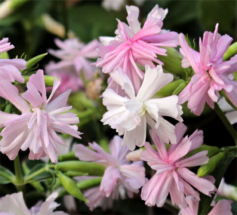 楽天市場 花苗 サポナリア 八重咲き ソープワート ピンク 1鉢3 5号 お届け中 多年草 苗 耐寒性 花の苗 桃花 イングリッシュガーデン 鉢植え 庭植え ガーデニング 花壇 Saponaria 21aki ハッピーガーデン