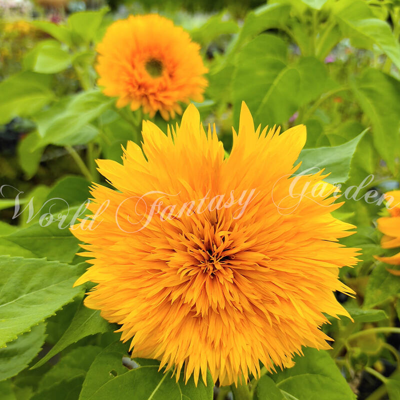 もらって嬉しい出産祝い 花苗 夏苗 ヒマワリ 東北八重 1鉢 3 3 5号 お届け中 Helianthus Annuus Cv Tohoku Yae ひまわり 向日葵 トウホクヤエヒマワリ 八重咲き ガーデン ガーデニング 花壇 地植え 庭植え 黄花 夏の花 一年草 Trofej Dinamo Hr