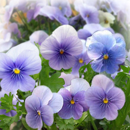 パルプンテビオラ2苗セット　　ブルー パルプンテビオラ2苗セット - メルカリ