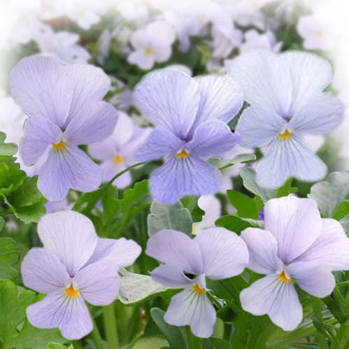 楽天市場 花苗 秋 ビオラ ビビ ヘブンリーブルー 3 5号 2鉢セット お届け11月上旬 秋苗先行予約 ビオラ 苗 花苗 秋苗 一年草 Viola イングリッシュガーデン 寄せ植え ガーデニング 鉢植え 庭植え 花壇 21pan ハッピーガーデン