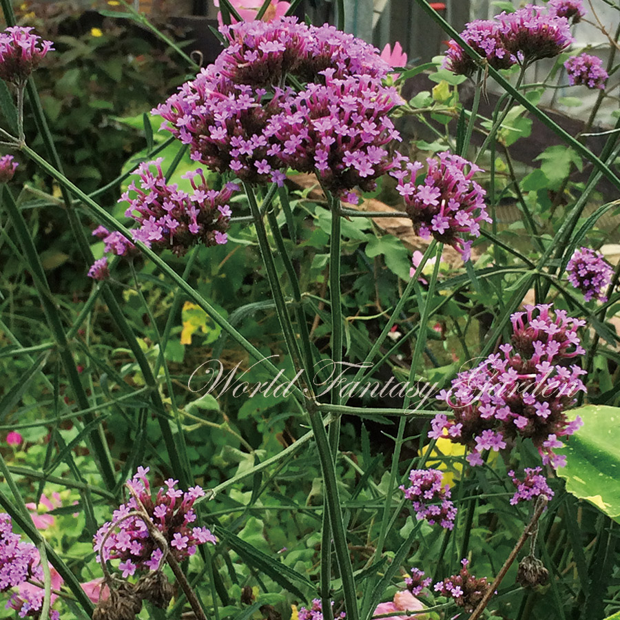 楽天市場 花苗 夏 バーベナ ボナリエンシス 1鉢 3 3 5号 お届け中 Verbena Bonariensis 三尺バーベナ 苗 花苗 宿根草 パープル 草丈高 イングリッシュガーデン 鉢植え 庭植え ガーデニング 花壇 花の苗物 青花 多年草 ハッピーガーデン