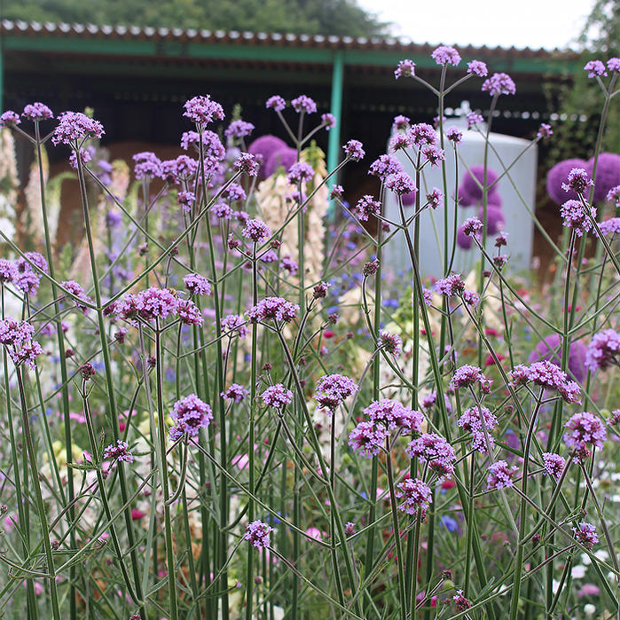 楽天市場 花苗 夏 バーベナ ボナリエンシス 1鉢 3 3 5号 お届け中 Verbena Bonariensis 三尺バーベナ 苗 花苗 宿根草 パープル 草丈高 イングリッシュガーデン 鉢植え 庭植え ガーデニング 花壇 花の苗物 青花 多年草 ハッピーガーデン