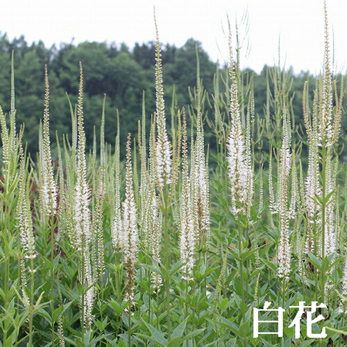 楽天市場 花苗 大苗 ベロニカ ストラム シビリカム 2種より選択 1鉢 6号 Veronicastrum Sibiricum タイプ ゴマノハグサ科 クガイソウ属の耐寒性 宿根草 夏 秋 苗 花苗 青花 白花 イングリッシュガーデン 苗 鉢植え 庭植え ガーデニング 花壇 シビリカムorホワイト 楽天市場 花苗 大苗 ベロニカ ストラム シビリカム 2種より選択 1鉢 6号 Veronicastrum Sibiricum タイプ ゴマノハグサ科 クガイソウ属の耐寒性 宿根草 夏 秋 苗 花苗 青花 白花 イングリッシュガーデン 苗 鉢植え 庭植え ガーデニング 花壇 シビリカムorホワイト