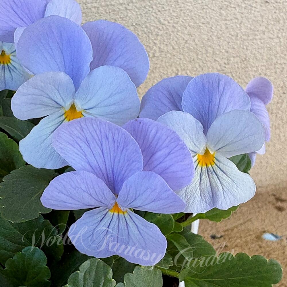 MIYABI ビオラ♡ パンジー 2日発送予定 MIYABI ビオラ♡ パンジー 2日発送予定 geminiで年賀状 今日までなん