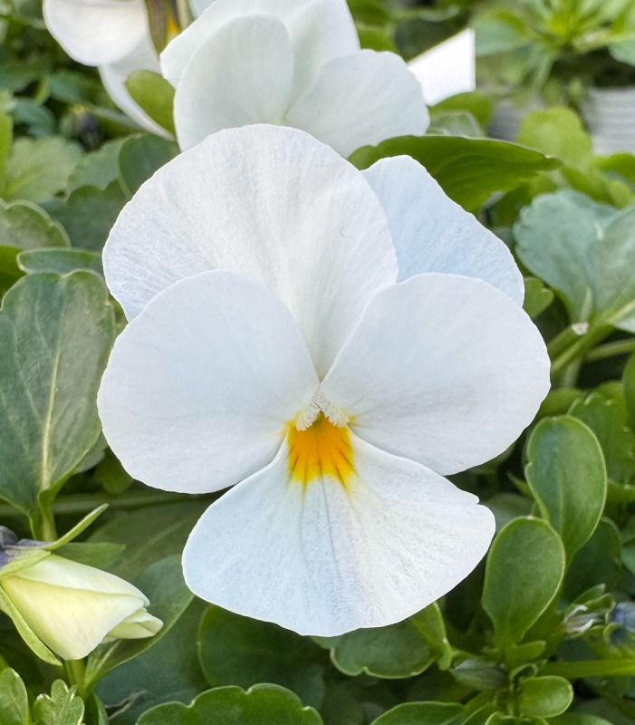 楽天市場】花苗 パンジー デルタプロ クリアホワイト 2鉢セット 3.5号