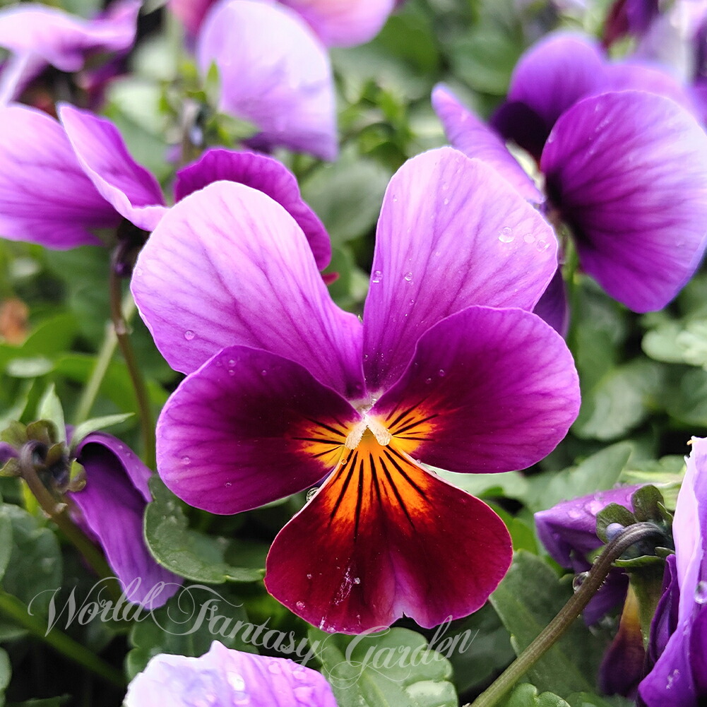 楽天市場】花苗 春 冬 ビオラ ビビ オーシャンブルー 3.5号 2鉢セット