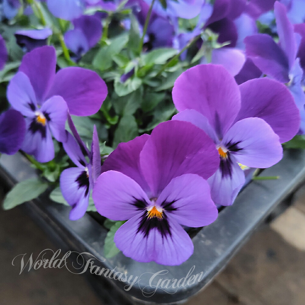 楽天市場】花苗 春 パンジー わらく プチグレース 3.5号 2鉢セット【お