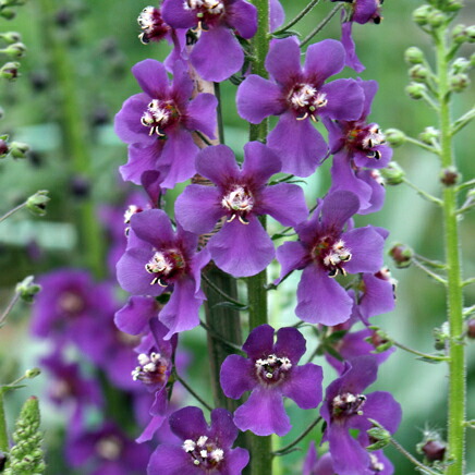 Verbascum densiflorumバーバスカム デンシフロラム苗 宿根草バーバスカム 『サザンチャーム』 | 花苗 | | Junk sweet Garden