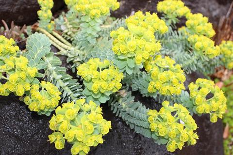 花苗 夏 ミルシナイツ 1鉢3 3 5号euphorbia 多年草 Myrsinites ユーホルビア