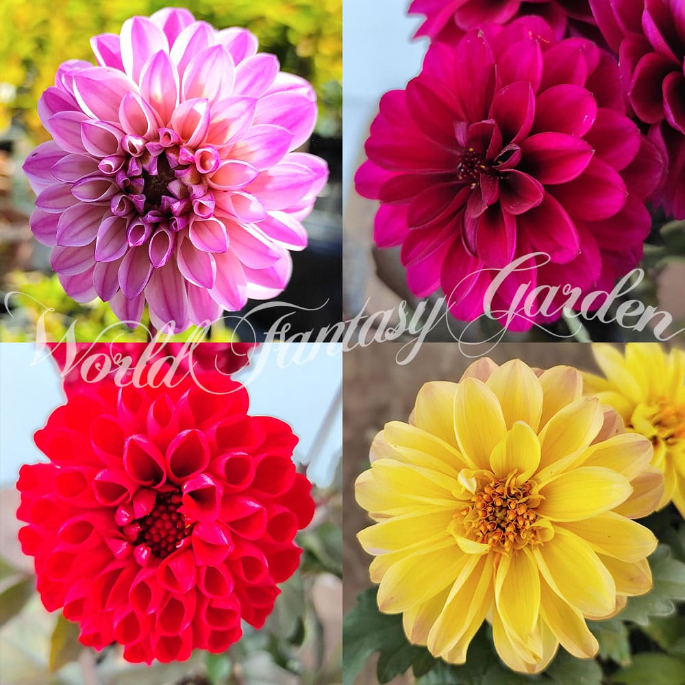 花苗 レディダリア 4種から選べる 1鉢3 3 5号lady Dahlia テンジクボタン 天竺牡丹 キク 菊 多年草 球根植物 ガーデン ガーデニング コンテナ 花壇 夏苗 開店記念セール