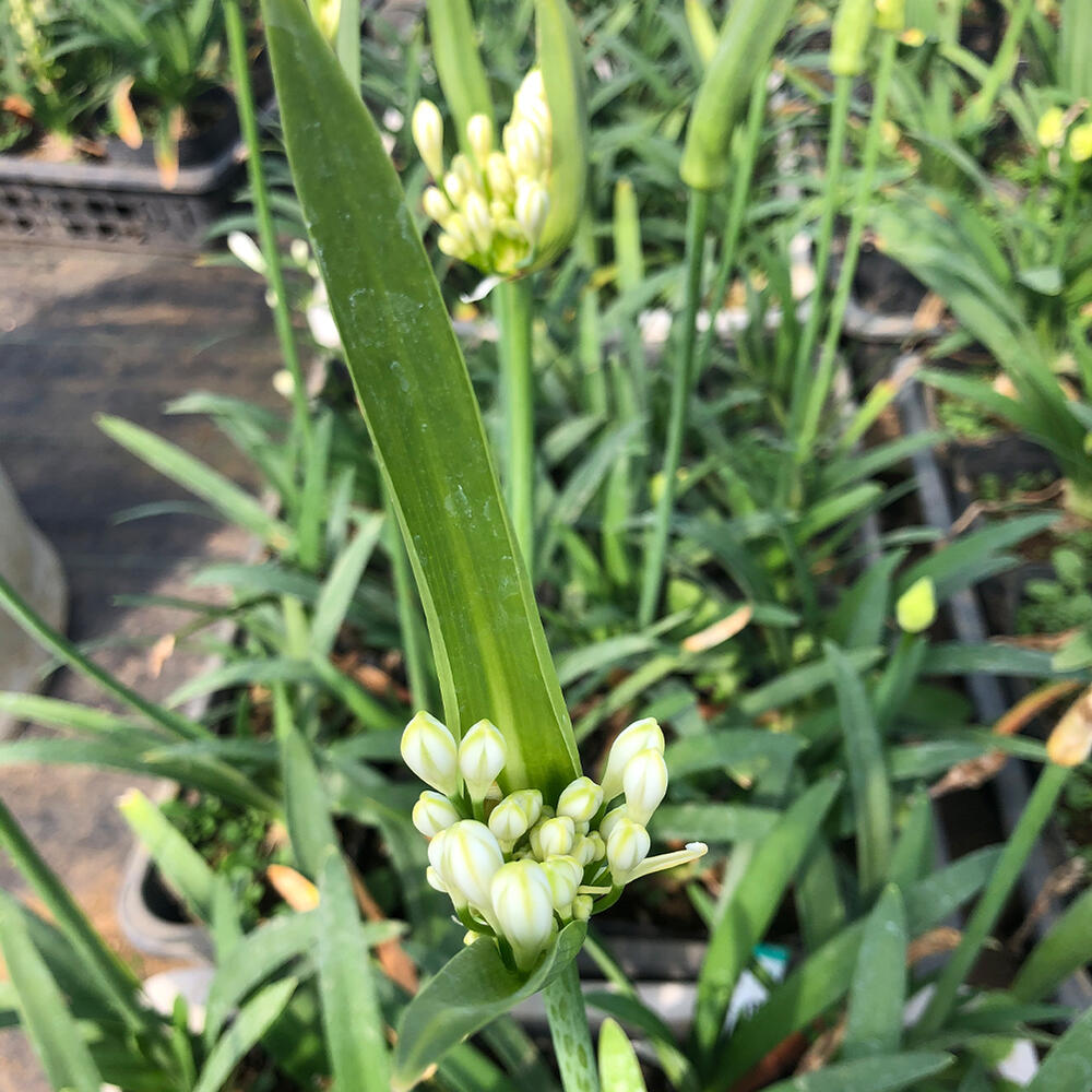 楽天市場 花苗 姫アガパンサス アガパンサス 白花 細葉矮性 3 5号 小型種 お届け中 Agapanthus 多年草 丈夫 育てやすい ハッピーガーデン