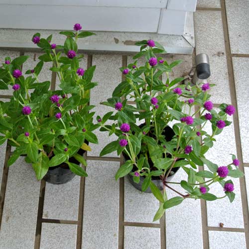 楽天市場 千日紅 ちなつ 千夏 パープル 1鉢 新登場 Gomphrena Chinatsu センニチコウ 千日草 ハッピーガーデン 楽天市場 千日紅 ちなつ 千夏 パープル 1鉢 新登場 Gomphrena Chinatsu センニチコウ 千日草 ハッピーガーデン