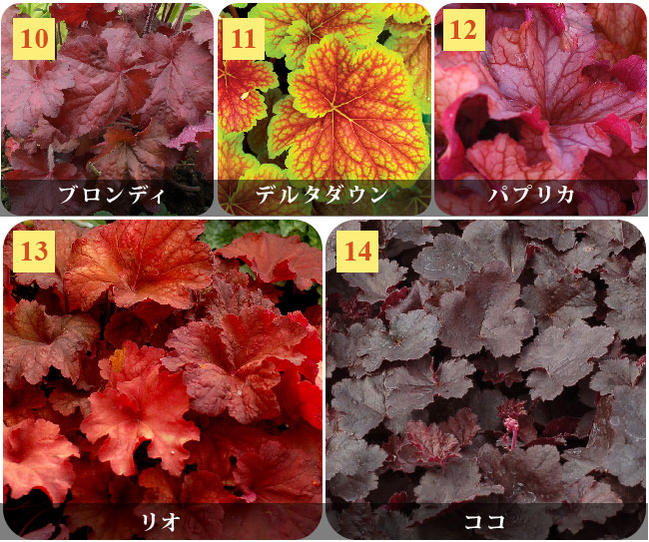 楽天市場 ヒューケラ 全14品種 1鉢2 5号 Heuchera 花苗 シャードガーデン ハッピーガーデン