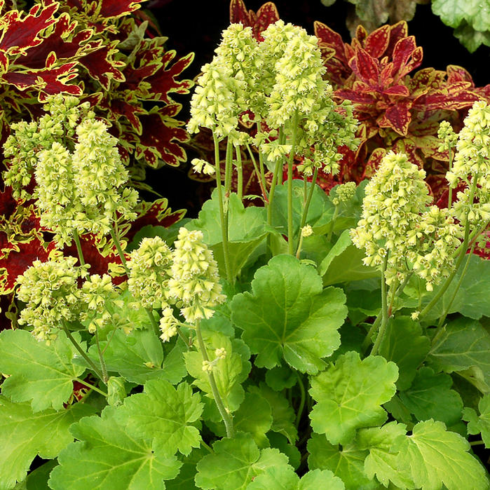 楽天市場 ヒューケラ スイートブロンディインライム 2 5号 小型葉 ライム系 お届け中 Heuchera Blondieinrai常緑多年草 花苗 シェイドガーデン カラーリーフ ガーデニング 花 苗 ガーデン 花壇 鉢植え 寄せ植え ハッピーガーデン