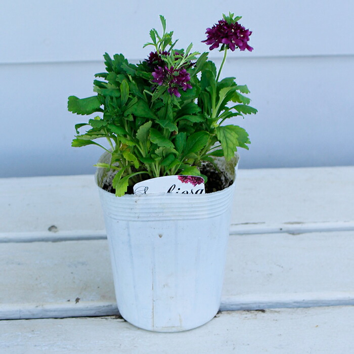 楽天市場 スカビオサ ジェラートブルーベリー 1鉢3号 Scabiosa Gelato Blueberry 花苗 苗物 春苗 冬苗 秋苗 冬苗 草丈中高 宿根 松虫草 耐寒性 宿根草 ハッピーガーデン