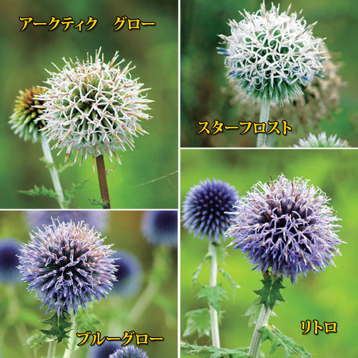 プラナム種　花の種　ルリタマアザミ　宿根草　　ニゲラ　プラナム　ニゲラ種 プラナム種花の種ルリタマアザミ宿根草ニゲラプラナムニゲラ種