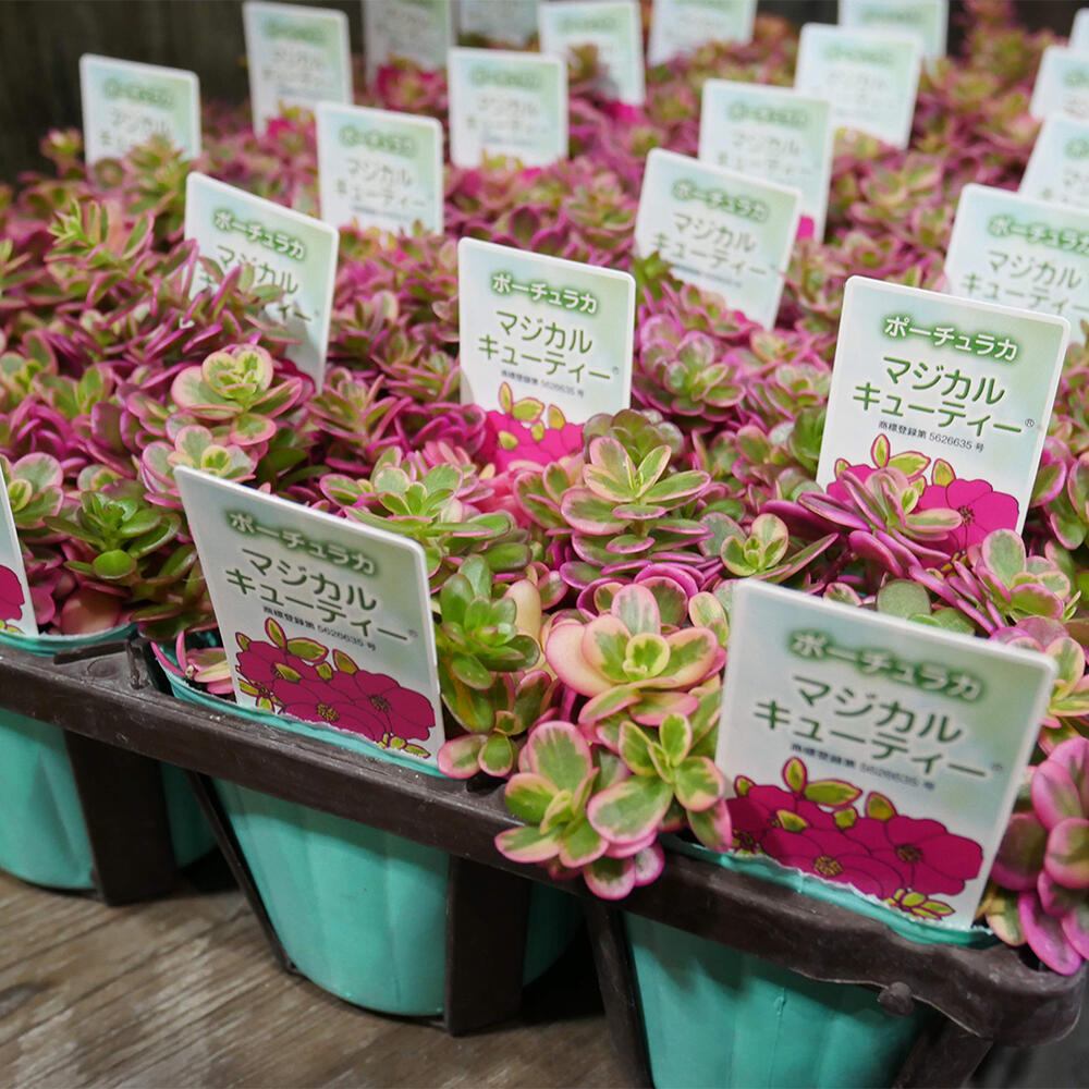 楽天市場 花苗 ポーチュラカ マジカルキューティー 1鉢 3 3 5号 お届け中 Portulaca 草花 夏 ポーチラカ 夏の花 苗 耐暑性 1年草 斑入り 斑入り葉 花壇 鉢植え 庭植え ガーデニング 花 グランドカバー ハッピーガーデン