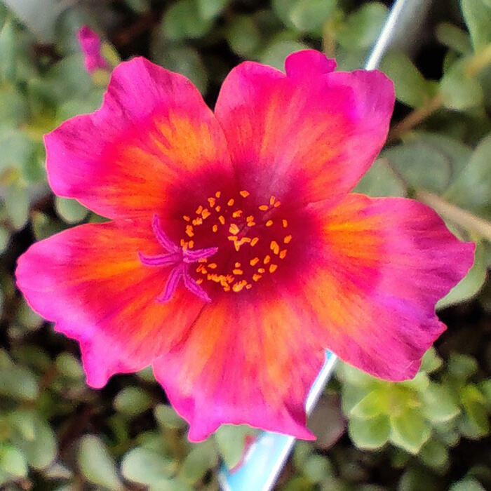 花苗 ポーチュラカ マジカルレッド 1鉢 3 3 5号 お届け中 Portulaca 草花 夏 ポーチラカ 夏の花 苗 耐暑性 1年草 赤花 花壇 鉢植え 庭植え ガーデニング 花 グランドカバー ハッピーガーデン