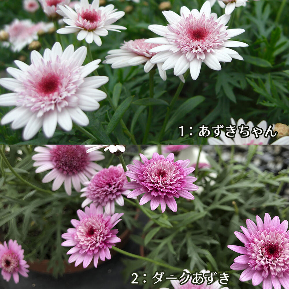 楽天市場 花苗 春 マーガレット あずき 2種から選べる 1鉢3 5号 お届け中 Argyranthemum モクシュンギク 木春菊 草花 花苗 春苗 桃花 赤花 イングリッシュガーデン ガーデニング 寄せ植え 鉢植え 花苗 春 苗 花 多年草 0430 ハッピーガーデン