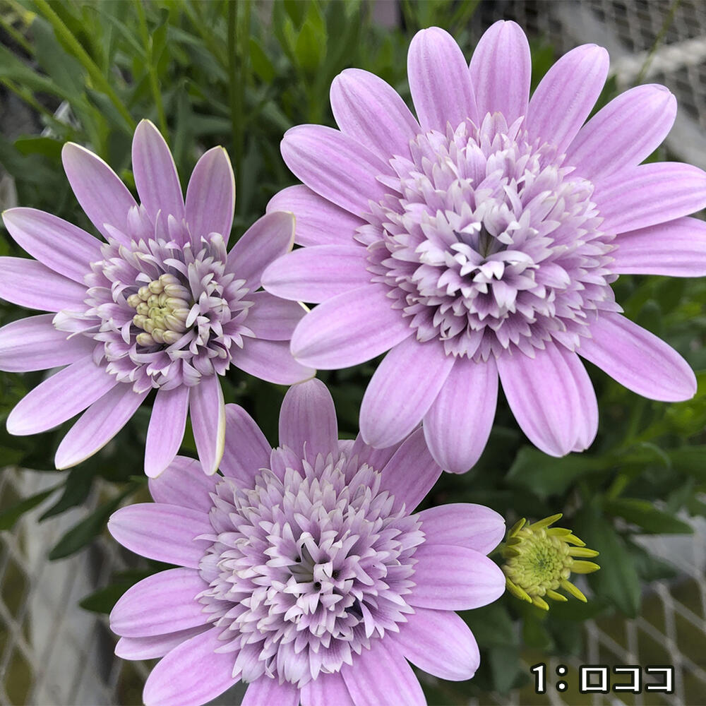 楽天市場 花苗 ダブルオステオスペルマム 3種類から選べる 1鉢 3 5号 お届け中 Osteospermum アフリカンデージー 宿根草 多年草 花 春 春苗 ガーデニング ハッピーガーデン