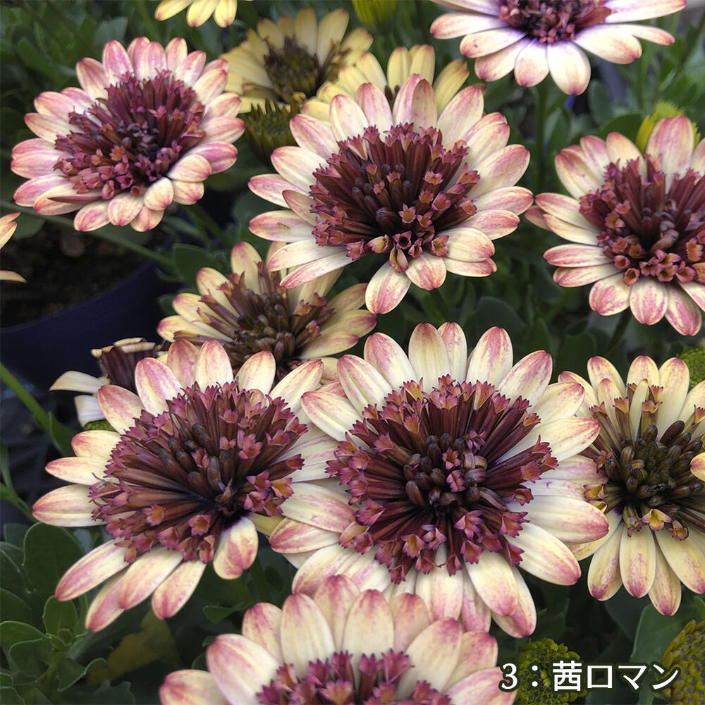 楽天市場 花苗 ダブルオステオスペルマム 3種類から選べる 1鉢 3 5号 お届け中 Osteospermum アフリカンデージー 宿根草 多年草 花 春 春苗 ガーデニング ハッピーガーデン