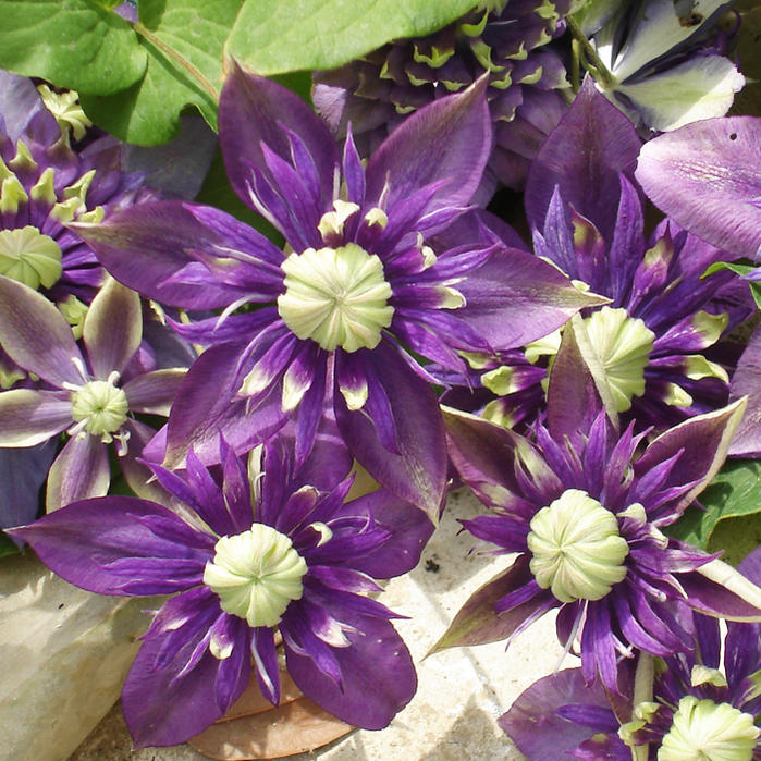 楽天市場 花苗 八重咲き クレマチス 大河 開花見込み株 1鉢 3 5号ロング お届け中 Garden Clematis 花苗 宿根草 春苗 大株 青花 ダブル 八重 ガーデン苗 ガーデニング イングリッシュガーデン つる性 ハッピーガーデン