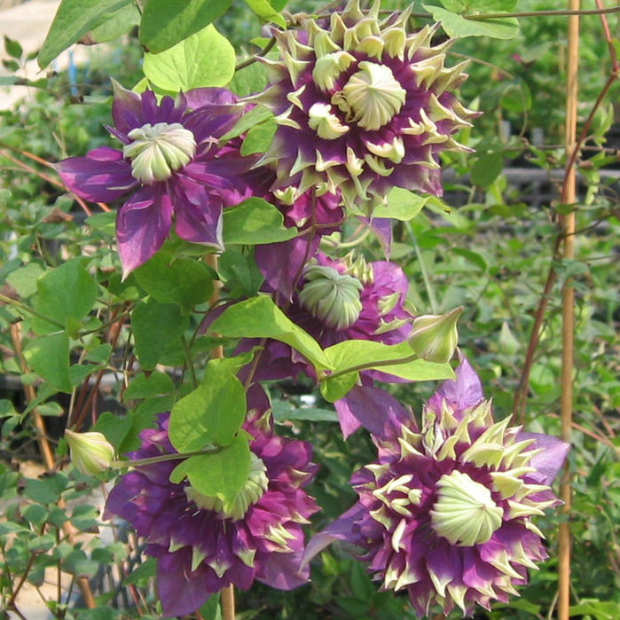 楽天市場 花苗 八重咲き クレマチス 大河 開花見込み株 1鉢 3 5号ロング お届け中 Garden Clematis 花苗 宿根草 春苗 大株 青花 ダブル 八重 ガーデン苗 ガーデニング イングリッシュガーデン つる性 ハッピーガーデン