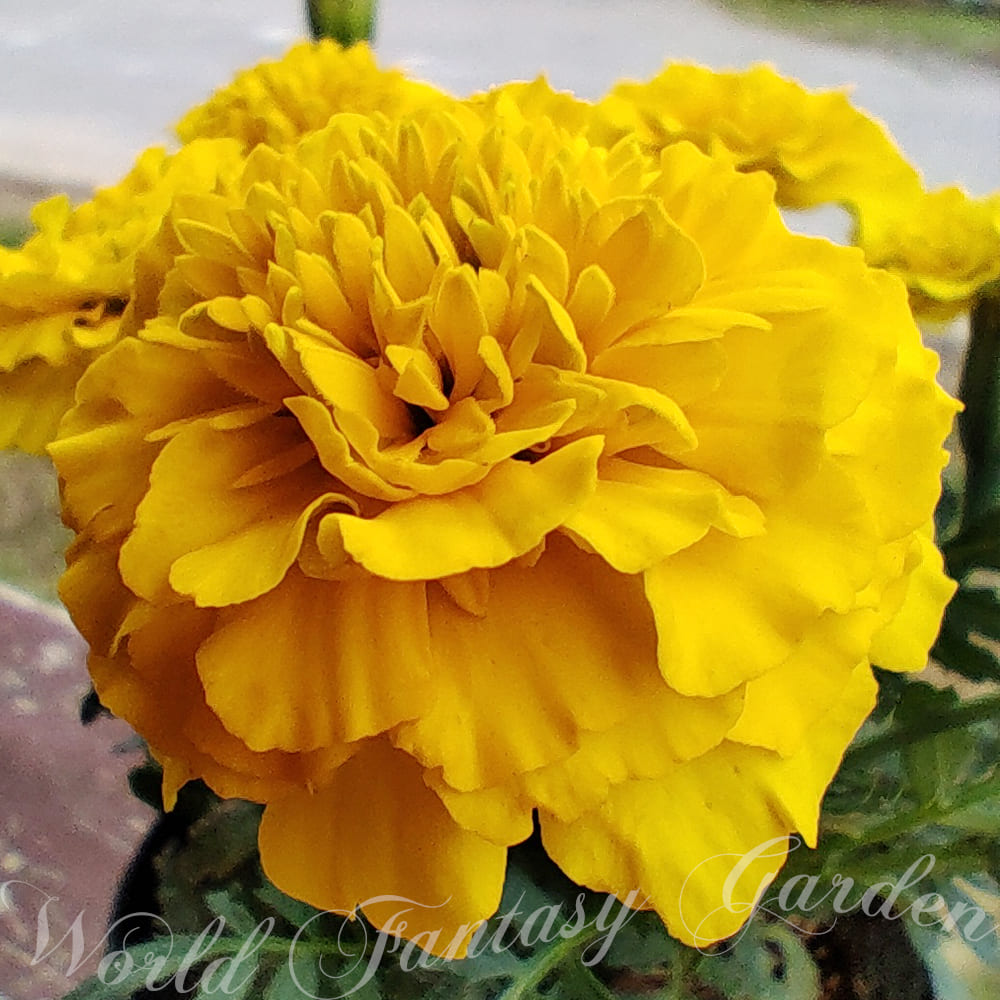 Marigold etes 鉢植え 庭植え 一年草 寄せ植え 草花 花壇 夏苗 夏の苗 花