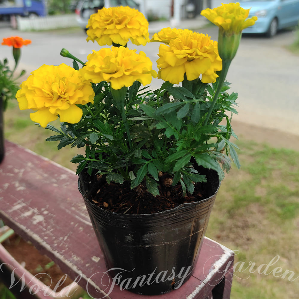 Marigold etes 鉢植え 庭植え 一年草 寄せ植え 草花 花壇 夏苗 夏の苗 花