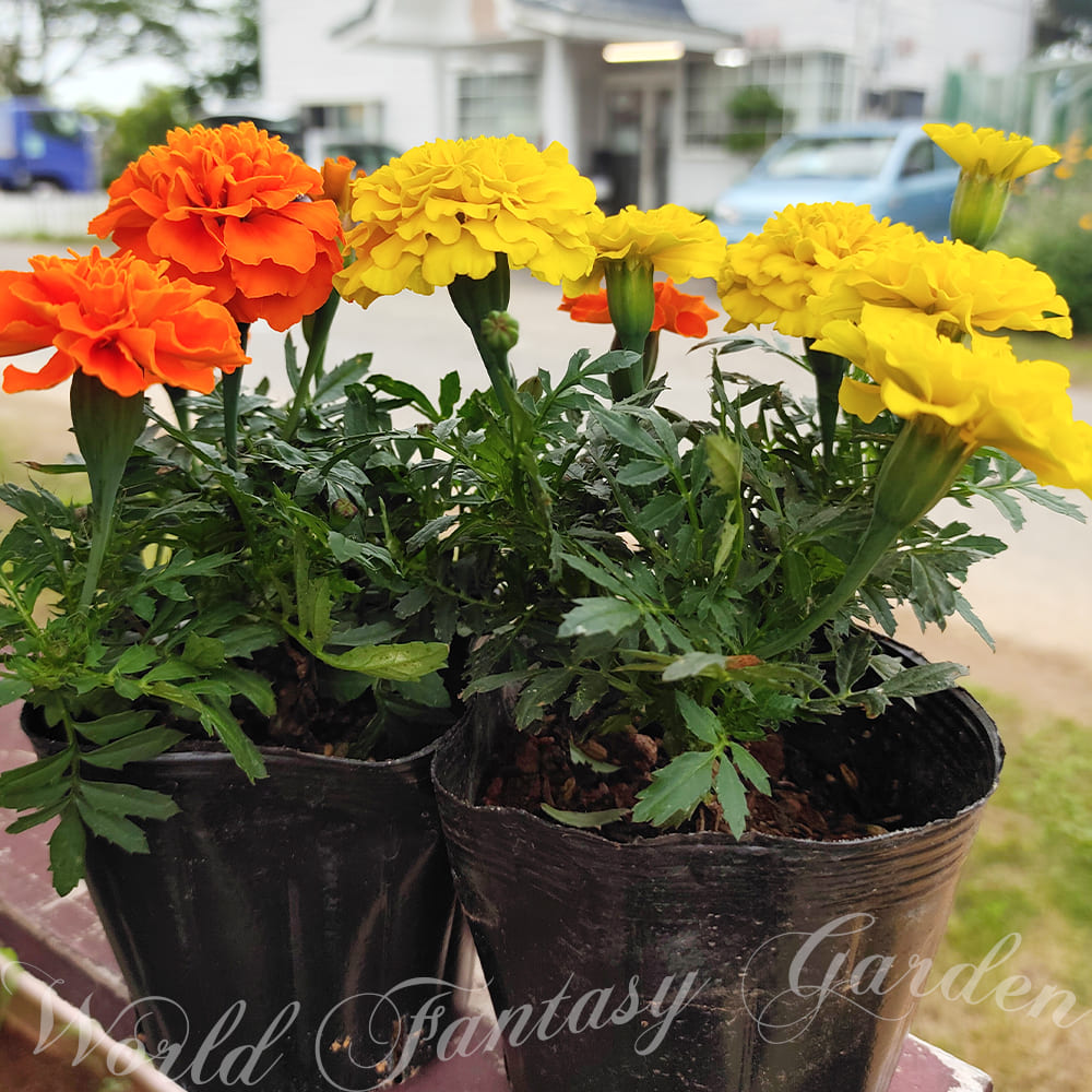 Marigold etes 鉢植え 夏の苗 庭植え 夏苗 花壇 一年草 花 寄せ植え 草花