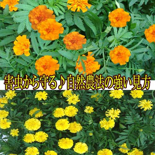 Marigold etes 鉢植え 庭植え 一年草 寄せ植え 草花 花壇 夏苗 夏の苗 花