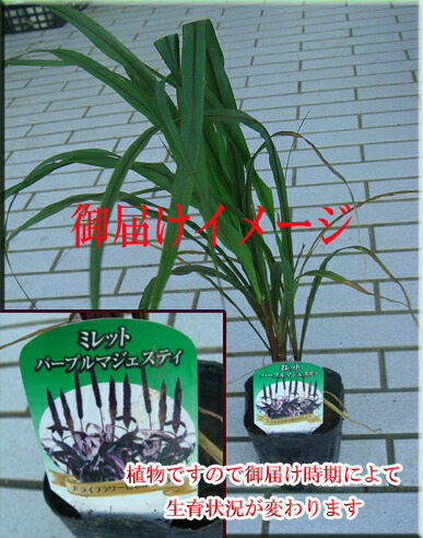 楽天市場 グラス 苗 ミレット パープル マジュスティ1鉢 Pennisetum Glancum Purple Majesty 黒葉 夏苗 苗 カラーリーフ 黒キビ ハッピーガーデン