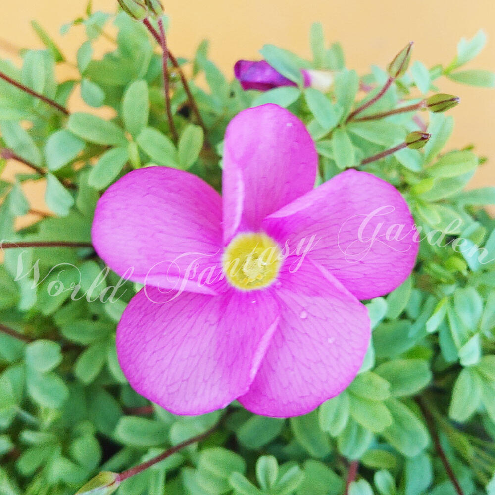 楽天市場 花苗 オキザリス ローズ 1鉢 3 5号鉢 お届け中 耐寒性 鉢植え 庭植え グランドカバー ハッピーガーデン