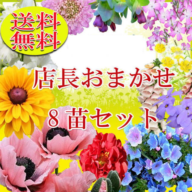 楽天市場 花苗 おまかせ 8苗セット 用途で選べる お届け中 送料無料 苗 花苗 セット 宿根草 苗物 花の苗 1年草 多年草 ガーデニング 花壇 即日発送 イングリッシュガーデン 寄せ植え 庭植え ハッピーガーデン