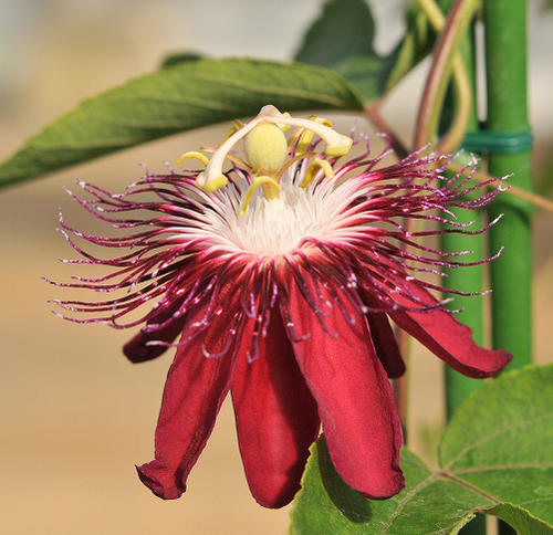 楽天市場 花苗 時計草 トケイソウ パッシフローラ レディーマーガレット 3号1鉢 Passiflora Lady Margaret 苗 夏 多年草 夏の花 花壇 庭植え 緑のカーテン 節電 よしず ガーデニング 花苗 つる性植物 クライミングタイプ グリーンカーテン パッションフルーツ 暑耐性