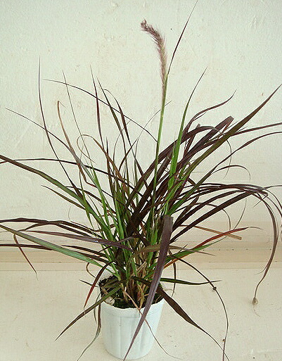 楽天市場 グラス 苗 ペニセタム パープル ファンテングラス 1鉢 3 5号 ロング Pennisetum Setaceum 半耐寒性多年草 カラーグラス カラーリーフ 多年草または一年草 庭植え ガーデニング 夏苗 季節の苗 苗物 ペニセタム パープル ファウンテングラス ハッピーガーデン 楽天市場 グラス 苗 ペニセタム パープル ファンテングラス 1鉢 3 5号 ロング Pennisetum Setaceum 半耐寒性多年草 カラーグラス カラーリーフ 多年草または一年草 庭植え ガーデニング 夏苗 季節の苗 苗物 ペニセタム パープル ファウンテングラス ハッピーガーデン