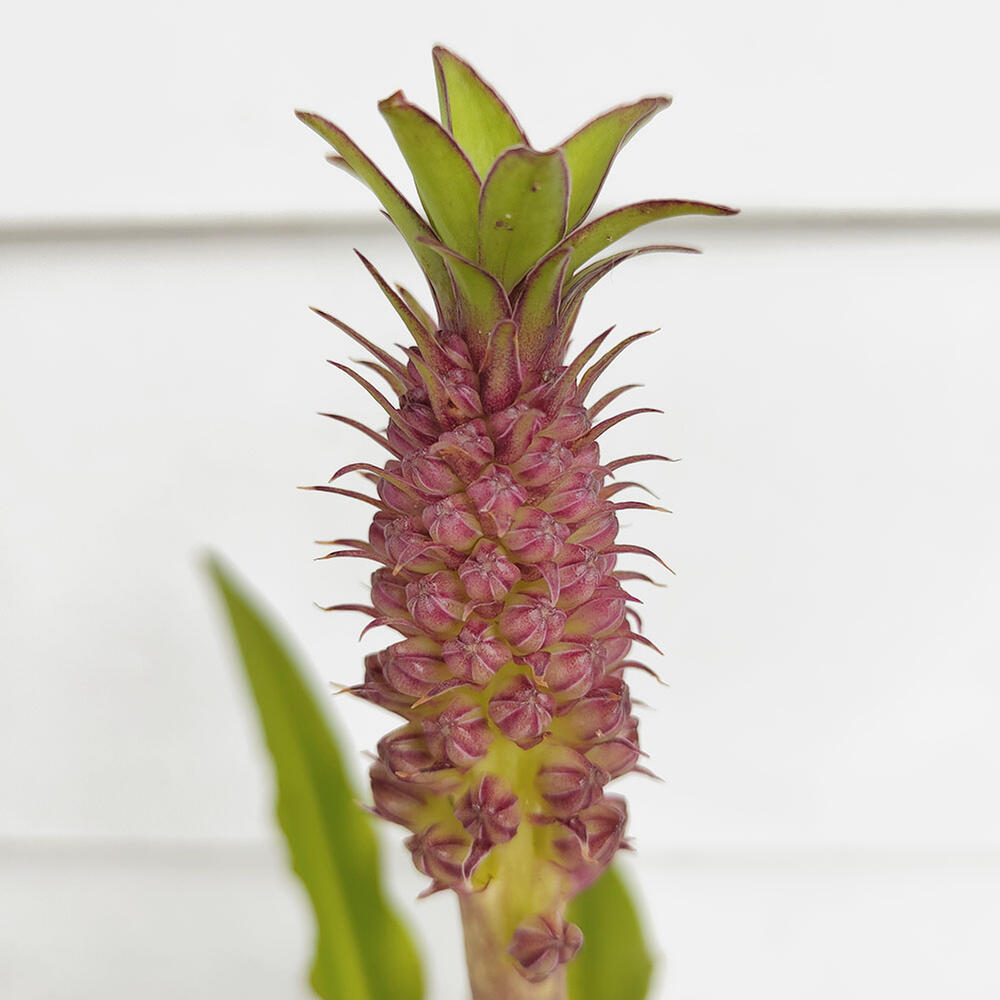 楽天市場 花苗 ユーコミス パイナップルリリー 花付き 5号 お届け中 Eucomis ヒアシンス 花の苗物 苗物 多年草 花壇 鉢植え ガーデニング ガーデン 庭植え 鉢植え 花壇 ハッピーガーデン 楽天市場 花苗 ユーコミス パイナップルリリー 花付き 5号 お届け中 Eucomis ヒアシンス 花の苗物 苗物 多年草 花壇 鉢植え ガーデニング ガーデン 庭植え 鉢植え 花壇 ハッピーガーデン