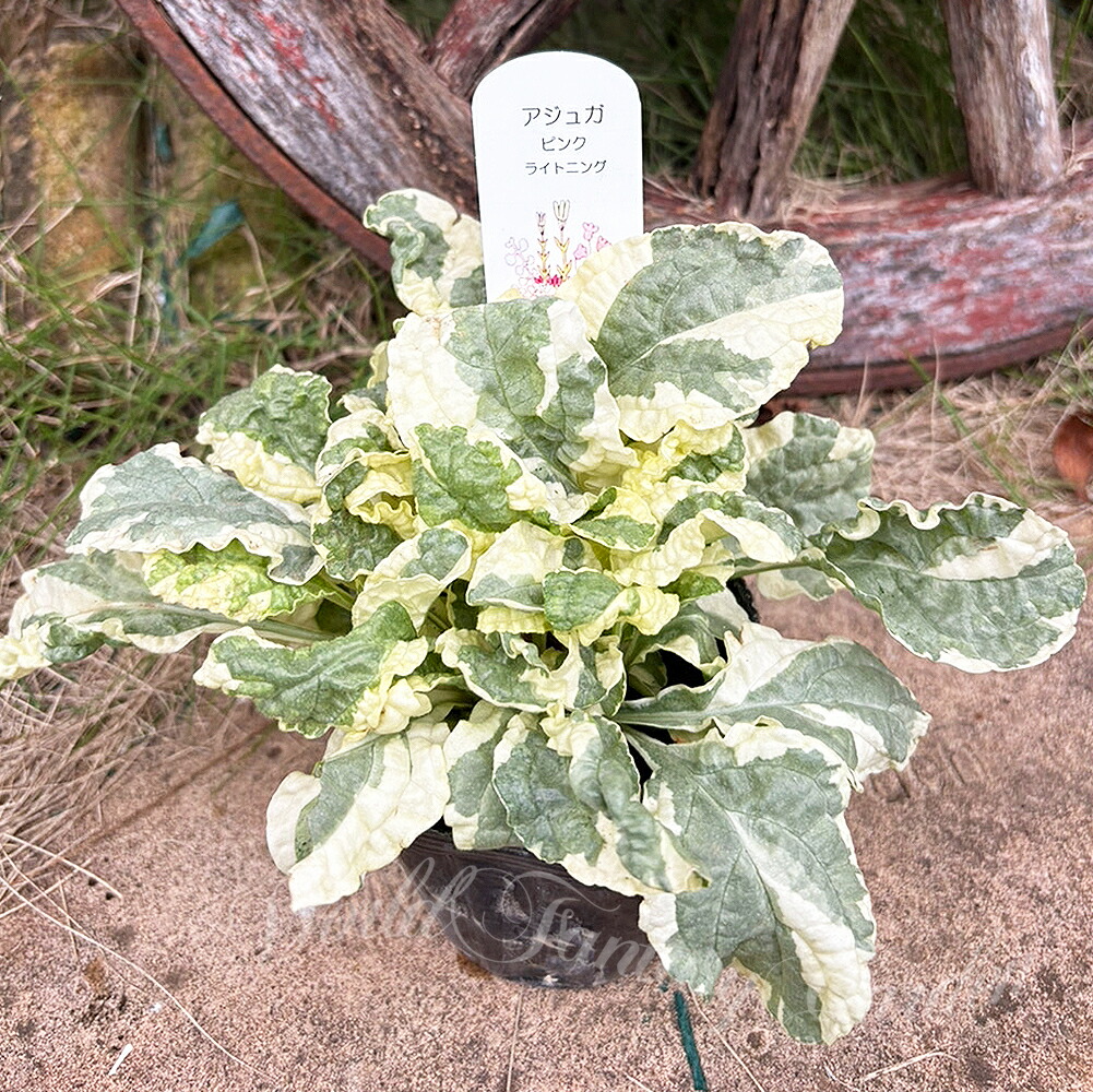 楽天市場】アジュガ 苗 ピンク花 3.5号 日陰向き 十二単 宿根草 山野草