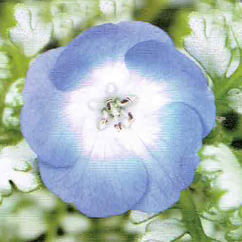 楽天市場 ネモフィラ プラチナスカイ 1鉢3号 お届け中 Nemophila ネモフィラ 苗 一年草 春苗 花苗 青花 シルバーリーフ イングリッシュガーデン 苗 鉢植え 庭植え ガーデニング 花壇 ハッピーガーデン