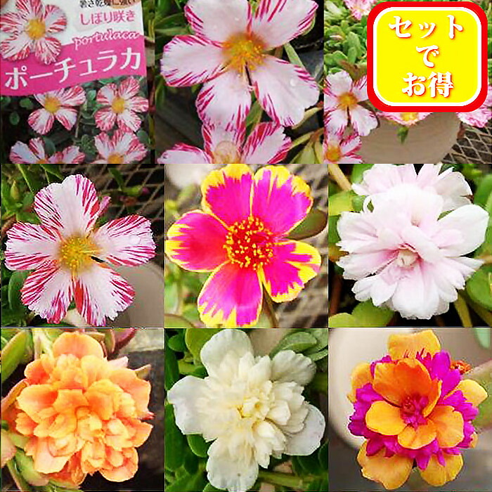 楽天市場 セットでお得 おまかせポーチラカ 5鉢セット 花苗 夏に元気 夏花portulaca お得一重 八重 大輪系 2色咲き全18種類の中から 夏の花 苗 セット 夏 ポーチュラカ ガーデニング ハッピーガーデン 楽天市場 セットでお得 おまかせポーチラカ 5鉢セット 花苗 夏に元気 夏花portulaca お得一重 八重 大輪系 2色咲き全18種類の中から 夏の花 苗 セット 夏 ポーチュラカ ガーデニング ハッピーガーデン