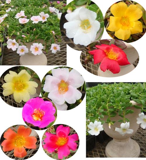 楽天市場 夏苗 花苗 ポーチラカ 全18種類の中から選べる お届け中 Portulaca 一重 八重 大輪系 2色咲きく草花 夏 ポーチュラカ 夏の花 苗 耐暑性 1年草 お買い物マラソン連動ポイント10倍 8月4日 00 8月9日23 00迄 ハッピーガーデン 楽天市場 夏苗 花苗 ポーチラカ 全18種類の中から選べる お届け中 Portulaca 一重 八重 大輪系 2色咲きく草花 夏 ポーチュラカ 夏の花 苗 耐暑性 1年草 お買い物マラソン連動ポイント10倍 8月4日 00 8月9日23 00迄 ハッピーガーデン